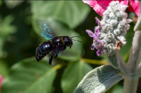 Tiere im Garten