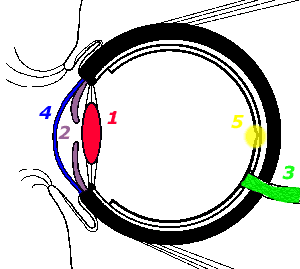 Auge01.gif