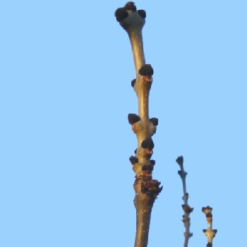 Knospe