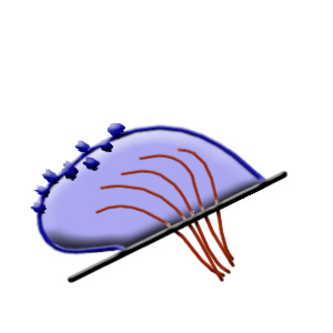 Ohr001.jpg