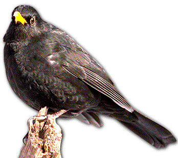 Amsel_m.jpg