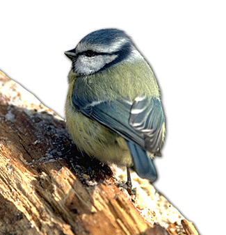 Blaumeise.jpg