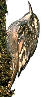 Gartenbaumlaufer.jpg