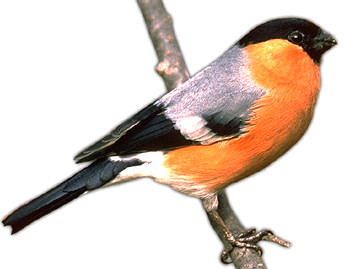Gimpel_m.jpg