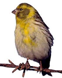 Girlitz.jpg