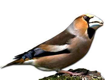 Kernbeisser_m.jpg
