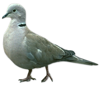 Turkentaube.jpg