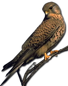 Turmfalke_w.jpg